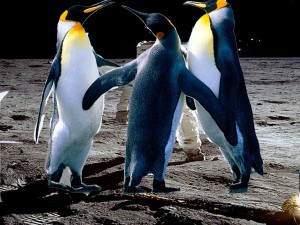 Penguins moon2