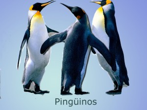 Pinguins fons degradat copia